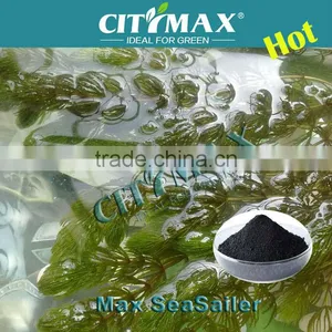 Sargassum For Reduce Disease thumbnail-1
