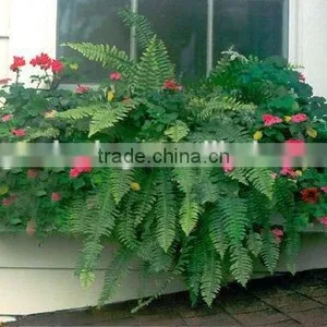 SOL Factory Price Garden Decor Cheap Plastic Pot Plant Container thumbnail-6