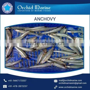 Highly Protein Enriched Frozen Anchovy for Bulk Export thumbnail-1