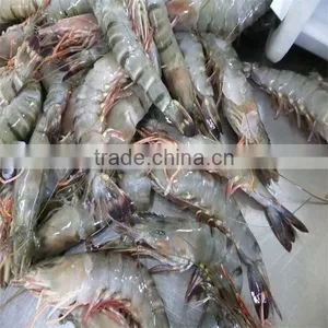Frozen Crystal Shrimp thumbnail-1