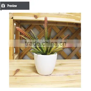 Mini Potted Succulents Flowering Succulent Plants Preserved Mini Succulent Plants Bonsai thumbnail-3