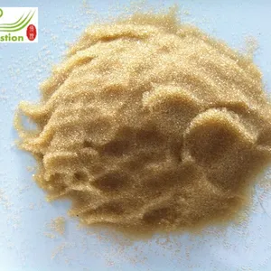 Pleurotus Citrinipileatus Sing thumbnail-1