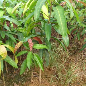 Japan Mango Trees With Grafting Mango Fruit Trees thumbnail-4