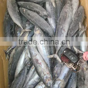 Frozen Whole Round 100-300g Bonito Tuna Fish thumbnail-4