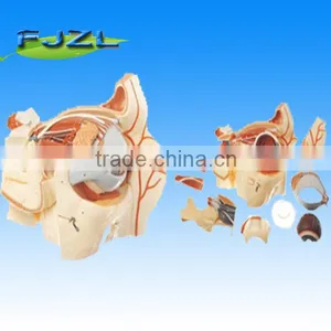 Human Anatomy Orbit Eyeball With Vessels And Nerves thumbnail-1