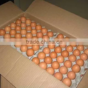 Fresh Chicken Hatching Eggs thumbnail-1