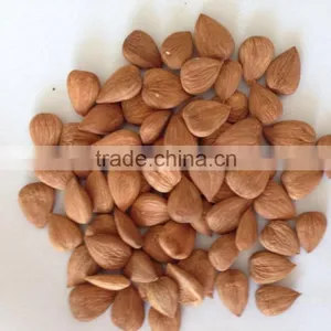 Chinese Bitter Bulk Apricot Kernels With Good Quality thumbnail-5