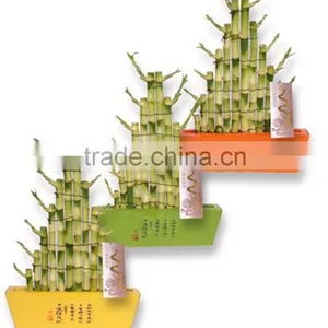 Tier Step Stair Lucky Bamboo Air Bonsai Tree Dracaena Sanderiana Indoor Ornamental Aquatic Plants Nursery Garden Decoration thumbnail-1