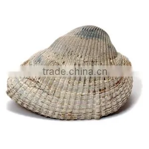 Fossil Specimens, Sea Shell thumbnail-1