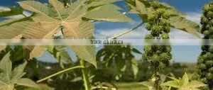 BEST QUALITY CASTOR OIL thumbnail-3