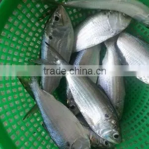 Frozen Gizzard Shad Whole Round thumbnail-2