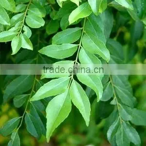 Curry Leaves thumbnail-1