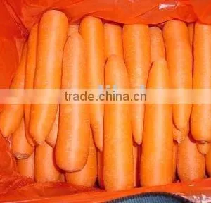 Chinese Fresh Carrot thumbnail-1