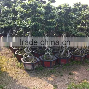 Middle Size Braid Tower Shape Bonsai Ficus Microcarpa thumbnail-3