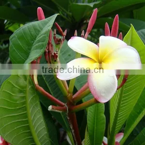 Multi-color Plumeria Rubra 'Tricolor' thumbnail-1