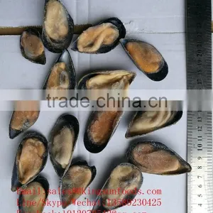 Wholesale High Quality Half Shell Mussel With Good Price and High Quality thumbnail-1