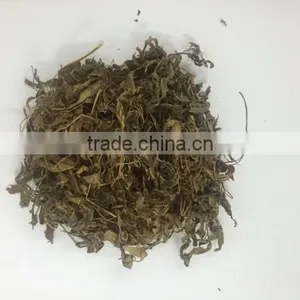 Polyscias Fruticosa thumbnail-3