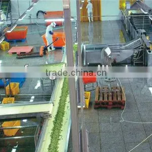 Food Machinery Manufacturer Green Pea Frozen Production Line thumbnail-2