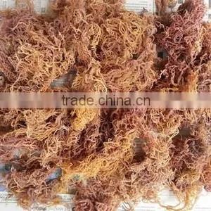 Euchema Spinosum With High Quality thumbnail-5