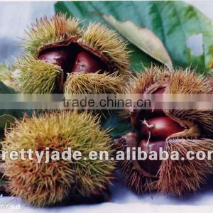 Organic Fresh Chestnut for Sale thumbnail-1