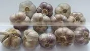 PERMIUM VIETMANESE FRESH GARLIC thumbnail-2