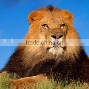 3D Lion Pictures Printing thumbnail-1