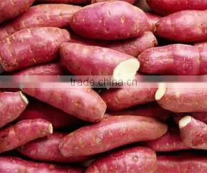 HIGH QUALITY JAPAN SWEET POTATO thumbnail-3