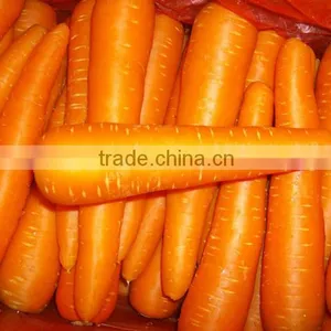Chines Bulk Fresh Carrots Fresh Carrot Price thumbnail-1