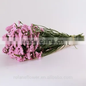 Supply Gypsophila Million Stars Cutting New Gypsophila With 1kg/bundle From Yunnan, China thumbnail-5