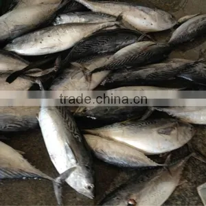 Bonito Fish With Prices thumbnail-1