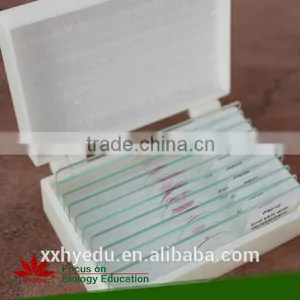 Platyhelminthes Microscope Prepared Slides ,Nematodes(Free Living Roundworm) Slides, Prepared Slide thumbnail-3