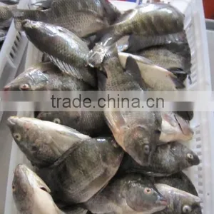 Frozen W/R Tilapia thumbnail-2