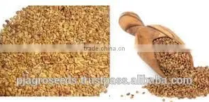 Lucurne Seeds (Alfalfa Seeds) thumbnail-6