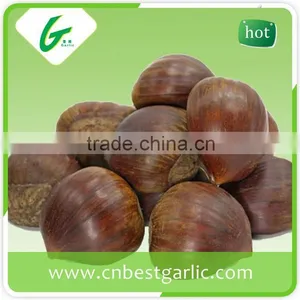 Horse Fresh Chestnut Oil thumbnail-1