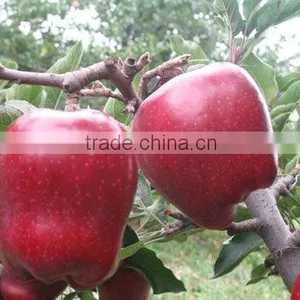 2015 Chinese Huaniu Apple thumbnail-1