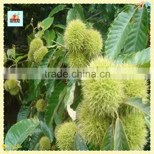 The Best Chinese Chestnuts Species--Fresh Chestnut for Sale thumbnail-3