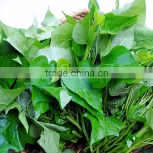 Frozen Sweet Potato Leaves thumbnail-1