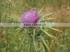 Silybum Marianum Extract Powder-Jory thumbnail-1