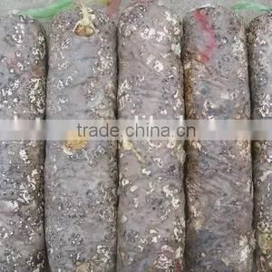 Mushroom Spawn,Shiitake Log,Lentinula Edodes Mushroom thumbnail-3