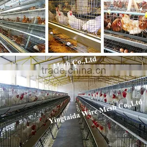 Automatic Chicke Cage Layer for Poultry Equipment in Chiken Farm thumbnail-6