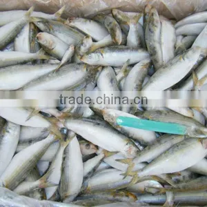 Fish Sardine Wholesale for Bait thumbnail-2
