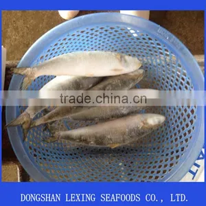 Frozen IQF Sardine Fish thumbnail-2