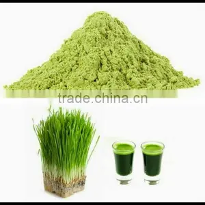 Premium Grade Wheat Grass Powder From India thumbnail-2