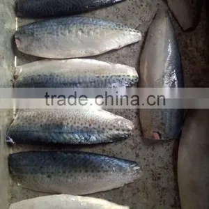 Pacific Mackerel Fillet and Scomber Japonicus thumbnail-3