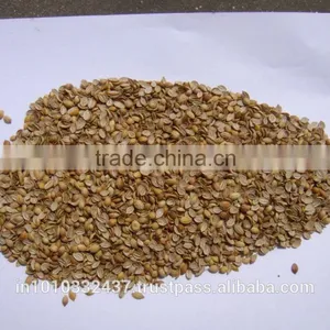 Coriander Splits thumbnail-4