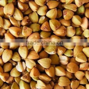 Chinese Roasted Buckwheat Kernel for Georgia Wholesale thumbnail-3