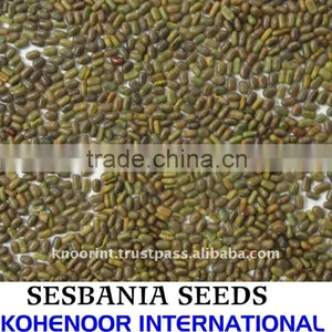 Sesbania Seeds thumbnail-1
