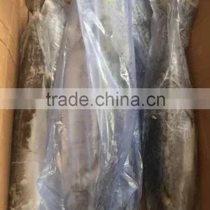 Best Quality Spanish Mackerel Frozen On Board thumbnail-6