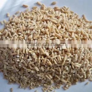 Hulled Oat From Ukraine thumbnail-2