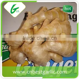 Air Dry Fresh Ginger thumbnail-4